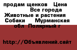 продам щенков › Цена ­ 15 000 - Все города Животные и растения » Собаки   . Мурманская обл.,Полярный г.